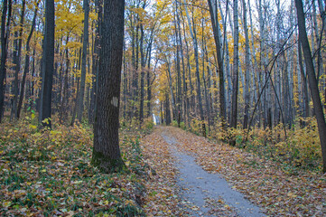 Hiking path in the autumn forest