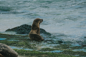 Galápagos sea lion pup on the shore 