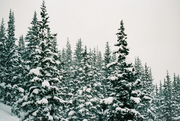 Snow Covered Pine Forest in Colorado