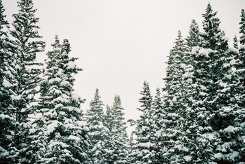 Looking Up at Snow Covered Ponderosa Pine Trees During Snow Storm
