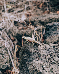 Lava lizard perched on a volcanic rock on San Cristobal Island, Galapagos, Ecuador.