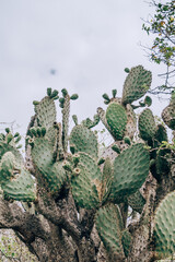 Prickly pear cactus (Opuntia echios) on San Cristobal Island, Galapagos, Ecuador