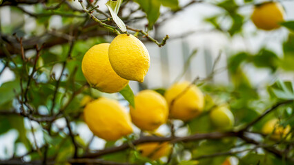 Lemons hang on a lemon tree