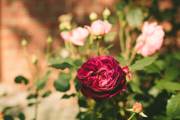 English Rose Munstead wood on foliage background with copy space