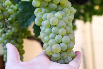 White grapes at a vineyard