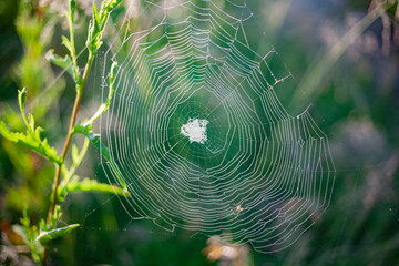 Cobweb on the grass. Spider web at dawn.