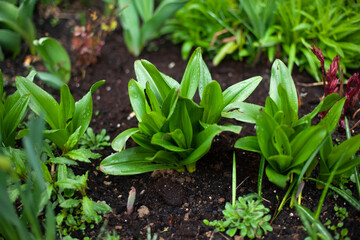 Plants in the garden. Green stems of garden plants.