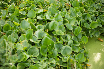 Swamp plant. The jilies grow densely. Overgrown pond.