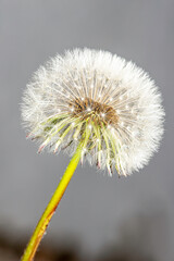 a blowball in front of grey background.
