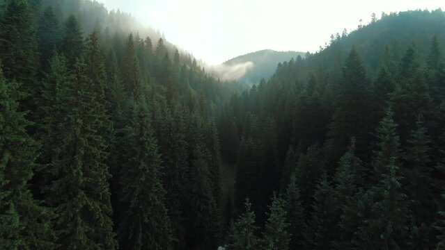 Flight over mountains covered with coniferous forest. Mist rises over the mountain slopes at sunrise