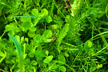 grasshopper in green grass close up	