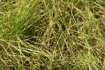 Green grass texture. Green grass close up background