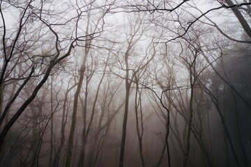 幻想的な霧の森