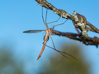 cranefly of family Tipulidae on a barbed wire. close-up view. macrophotography