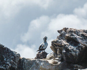 Nazca Booby perched on rocks on the coast of Punta Pitt in San Cristobal, Galapagos