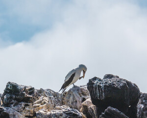 Nazca Booby perched on rocks on the coast of Punta Pitt in San Cristobal, Galapagos