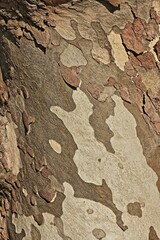 Genazzano, cittadina medievale del Centro Italia
