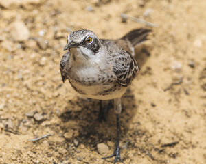 Galapagos Mockingbird