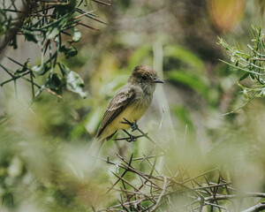 A close-up of a small bird perched on a branch in the Galapagos Islands, Ecuador, capturing the...