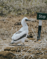 Juvenile of red blue footed booby in Punta Pitt San Cristobal, Galapagos Islands, Ecuador birdlife