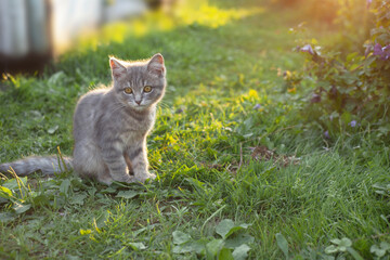 a small gray kitten sits in the summer on the grass in the rays of the sun