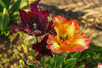 A group of decorative flowers of variegated multicolored peony-shaped tulips