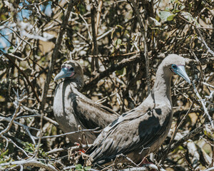 Pair of Red-Footed Boobies, Galapagos, Punta PItt San Cristobal