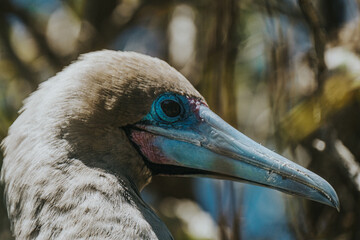 Close up Red-Footed Booby, Galapagos, Punta PItt San Cristobal