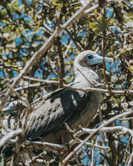 Red-Footed Booby, Galapagos, Punta PItt San Cristobal