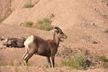Bighorn Sheep Standing Poised in the Badlands