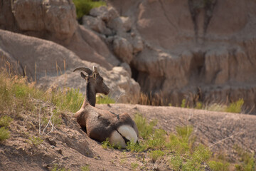 Resting Bighorn Sheep in South Dakota