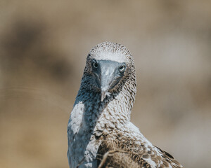 Blue footed booby portrait