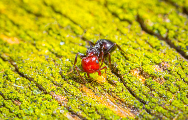 The ant in the forest on a board covered with green moss found and caught a aphid, a predator hunter and prey, a beautiful bright color with a copy space