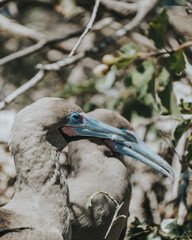 Red Footed Boobies in the nest, Galapagos, Punta Pitt