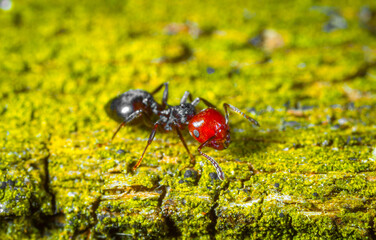 The ant in the forest on a board covered with green moss found and caught a aphid, a predator hunter and prey, a beautiful bright color with a copy space