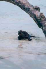 Galápagos marine iguana