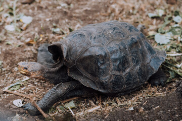 A Galapagos giant tortoise feeding on vegetation in the Galapagos Islands, Ecuador