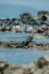Marine Iguana in Galapagos Islands, Ecuador