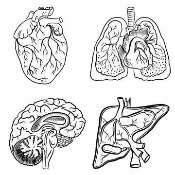 Internal organs of a person with a circulatory system. Heart, brain, lungs, liver. Isolated items on a white background. Linear vector