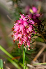 blooming common heather - Calluna vulgaris also Erica vulgaris