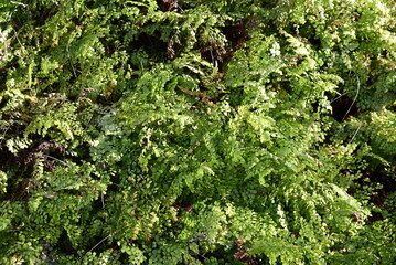 Adiantum venustrum au jardin au printemps
