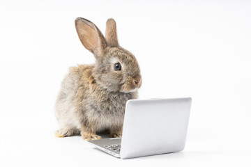 intelligent rabbit using laptop computer for work, isolated on white background © offsuperphoto
