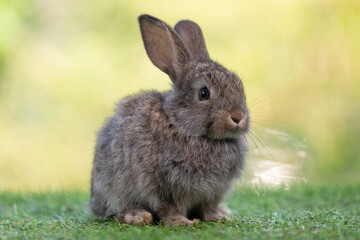 cute rabbit sitting and looking something on a green grass in summer day