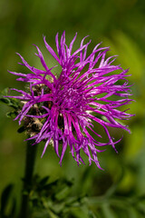 brown knapweed - Centaurea jacea - close up view of the blossom