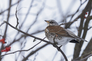 Fieldfare