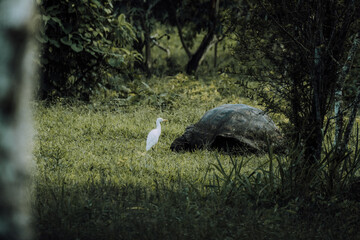Fototapeta na wymiar Great egret and giant galapagos turtle in Galapagos Islands, Ecuador
