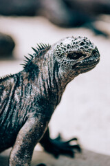 Young Galápagos marine iguana