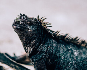 Close up of Galápagos marine iguana