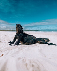 Galápagos marine iguana doing yoga on the beach