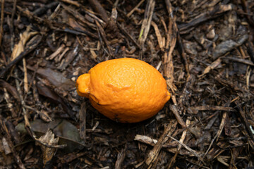 Orange with lemon shape on the ground. Things are not always what they seem. Trans. Graft